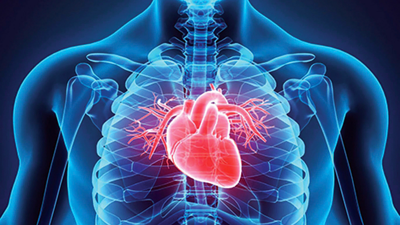 Coronary heart illness is the main reason behind dying at 41%