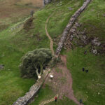 Beloved tree in England is felled as a result of ‘act of vandalism’