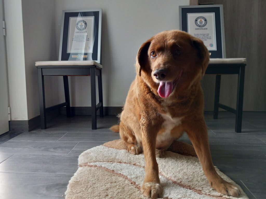 Guinness World Information critiques proof associated to ‘oldest canine’ title |  Information