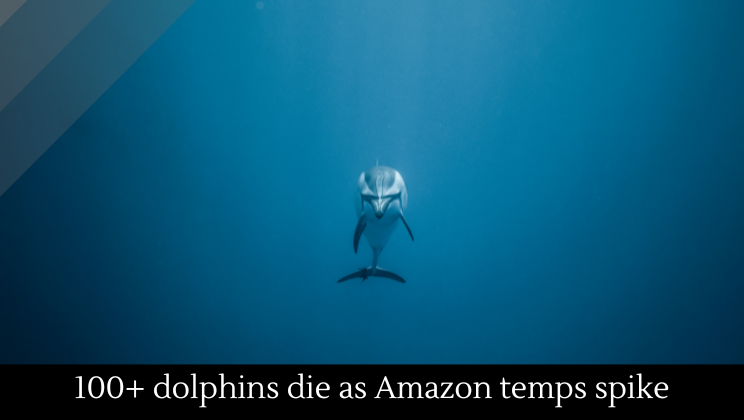 Greater than 100 dolphins die as temperatures rise within the Amazon