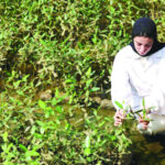 100 million mangrove bushes… for “Oman’s sustainable future”