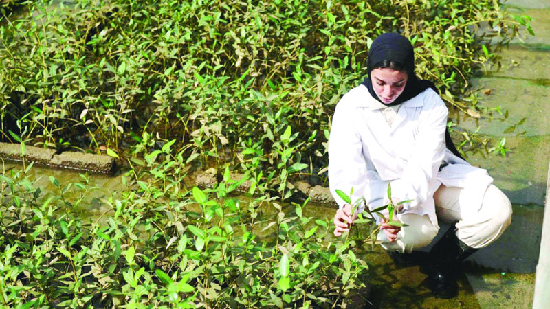 100 million mangrove bushes… for “Oman’s sustainable future”