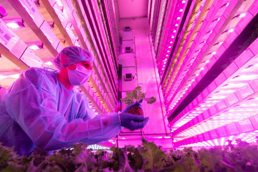 Edinburgh vertical farming IGS wins £22 million for giga farm in Dubai